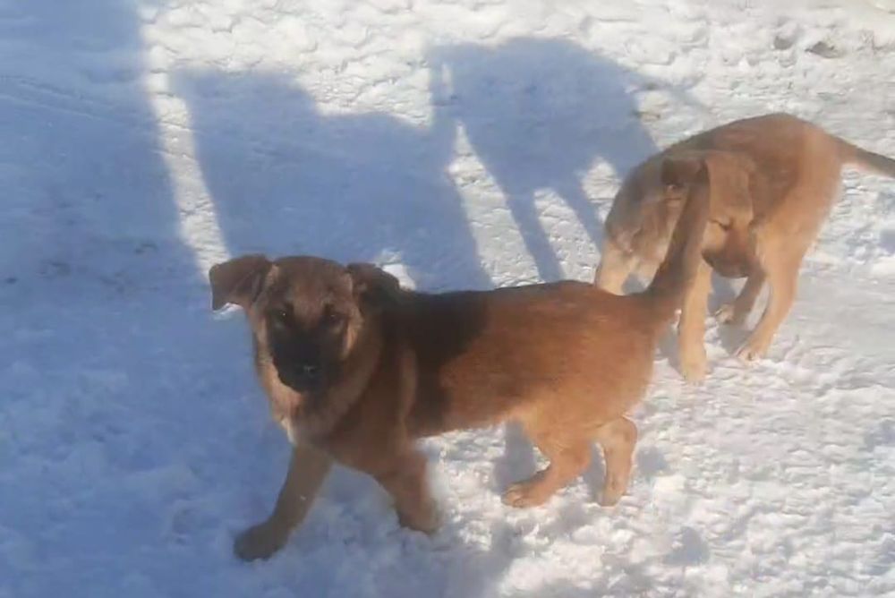 Привитые щеночки. В добрые руки.