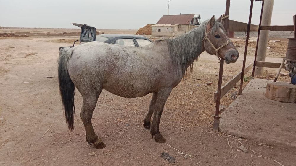 Ішінде порно оргазмы