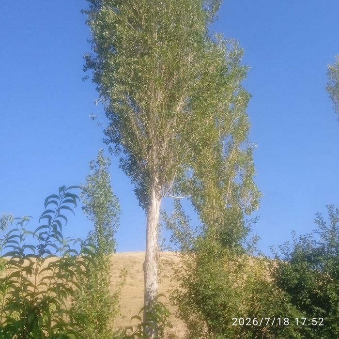 Тераклар сотилади
