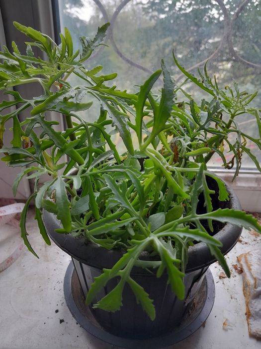 Продаются разные цветы.