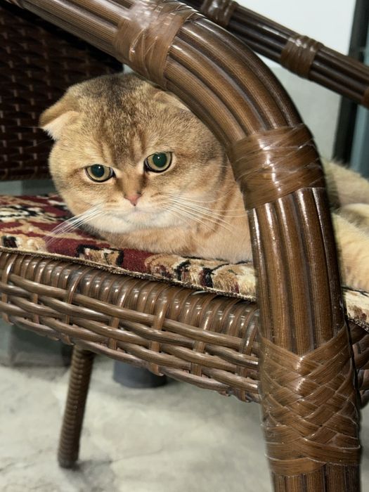 Вязка Британская золотая шиншилла