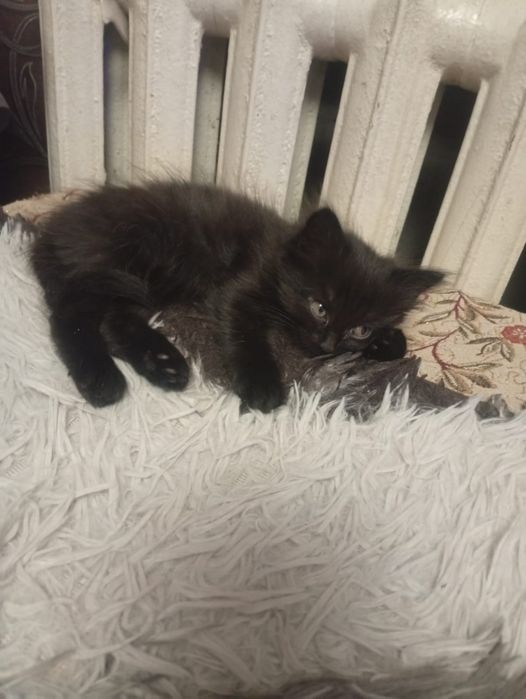 Котёнок, девочка