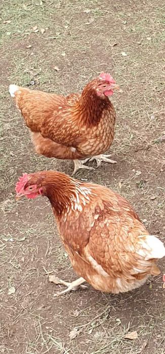 Vând 100 de găini ouătoare