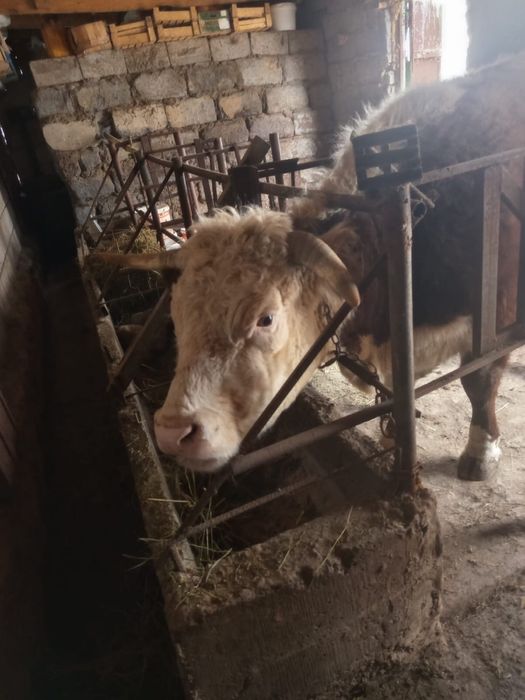 Корова возраст 4-5 лет