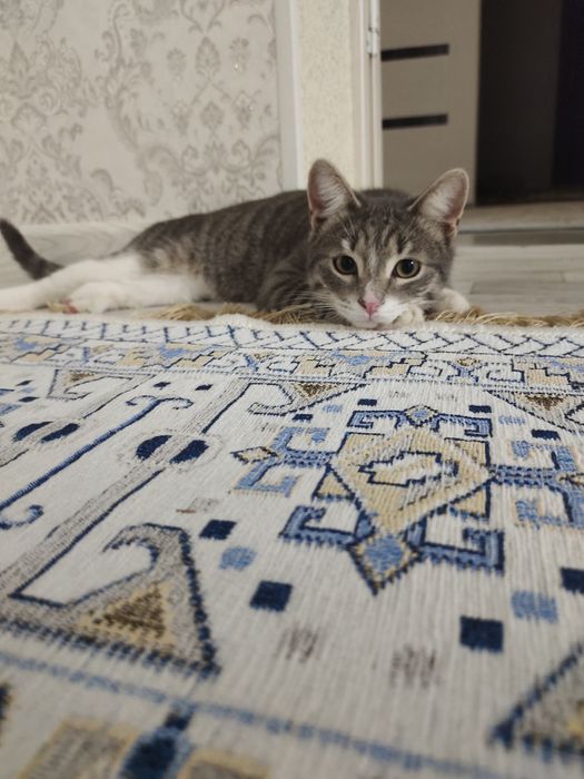 Мысық бар ақылды еркек