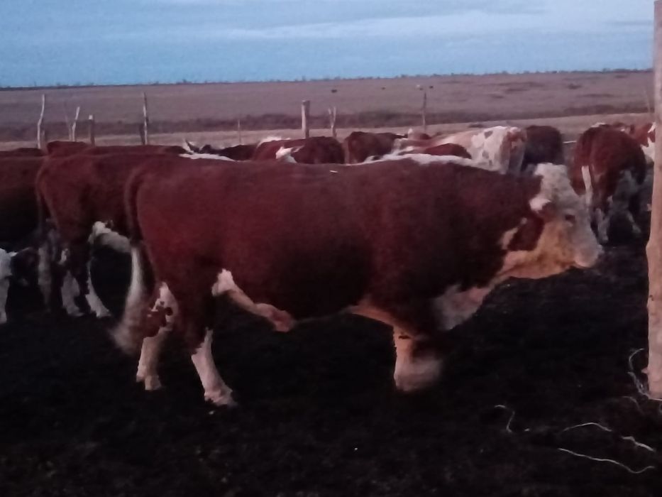 1 категориялы ақбас бұқа