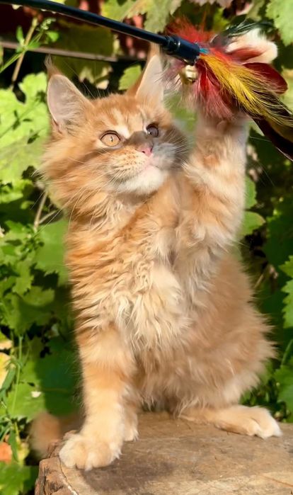 Шикарные котята Мейн Кун
