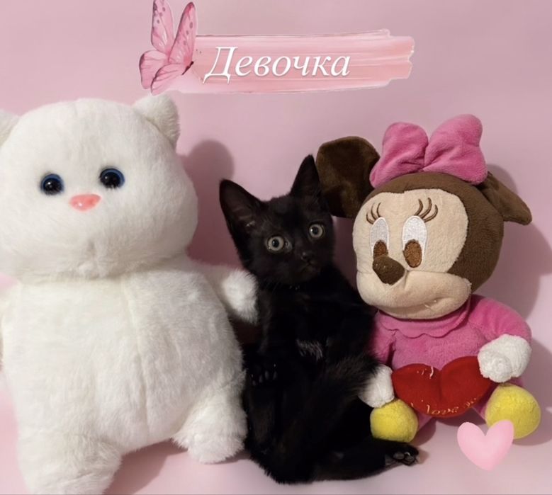 Продам котят в добрые руки