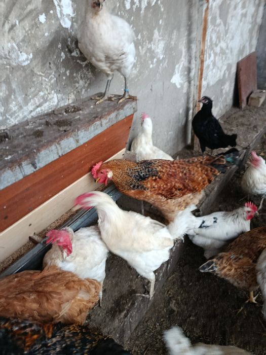 Продам молодых петухов