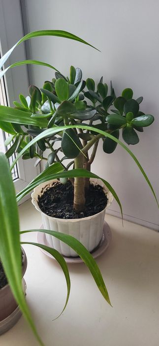 Комнатный цветок