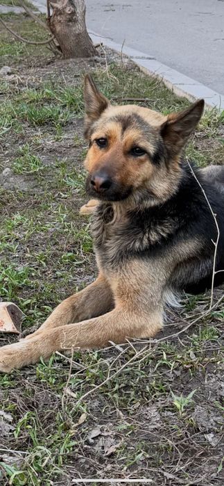 Верный друг ищет дом