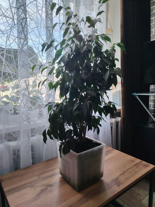 Продам цветы фикус