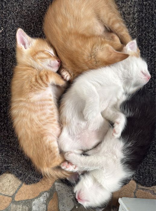 Котята в добрые руки — бесплатно!
