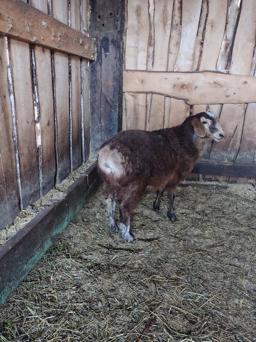 Продам кошкарчика