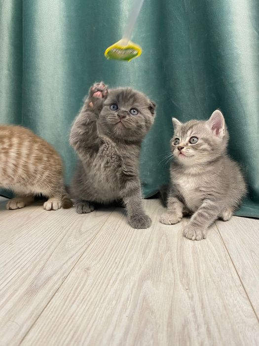 Шотландские котята