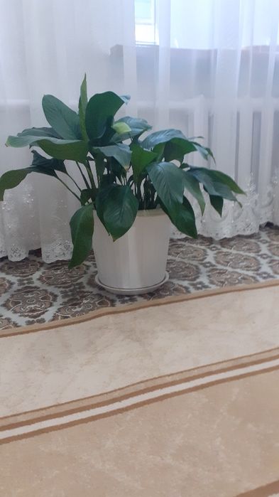 Комнатные растения