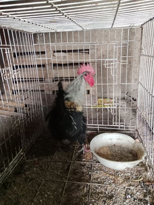 Продам Хорошего Петушка