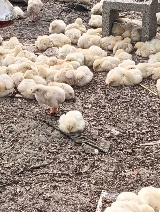 Pui de carne Luna de jos