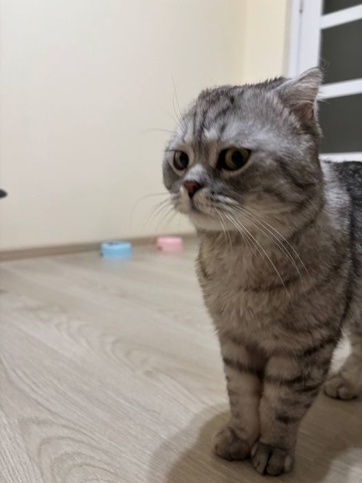 Няня для кошек с выездом на дом. Уход за котиком без стресса