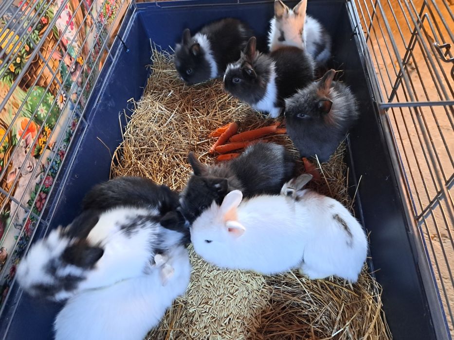 Iepurasi cap de leu pitic diferite culori