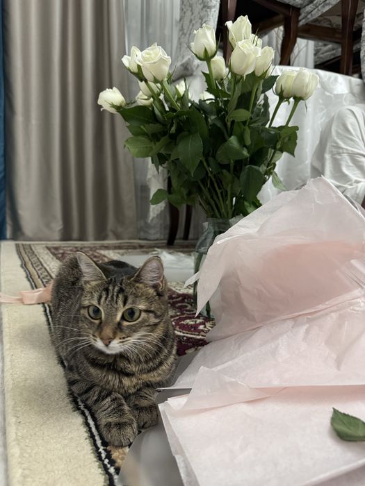 Отдаю в хорошую руку