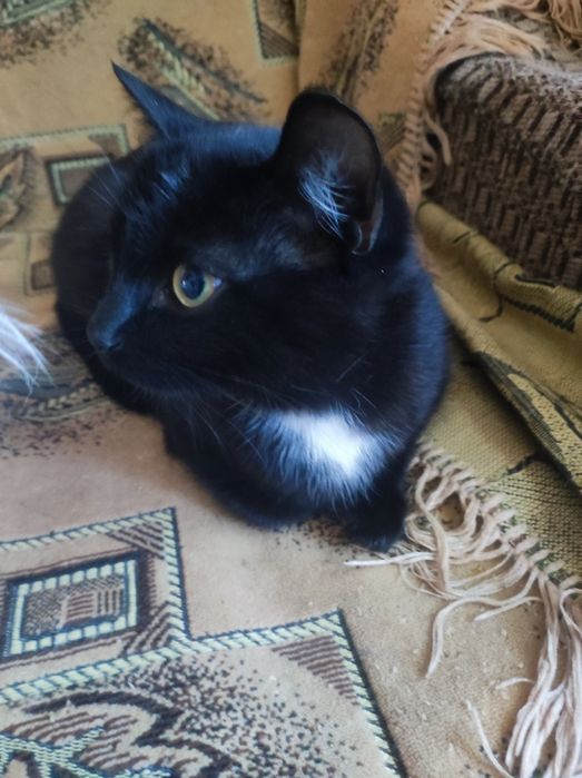 Котенок девочка 4,5месяца