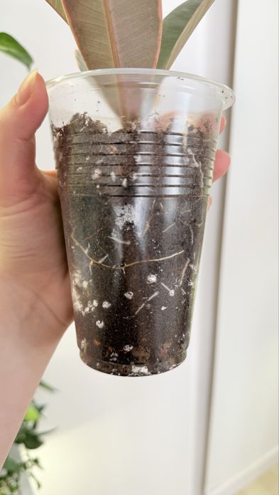 Продам фикусы разные