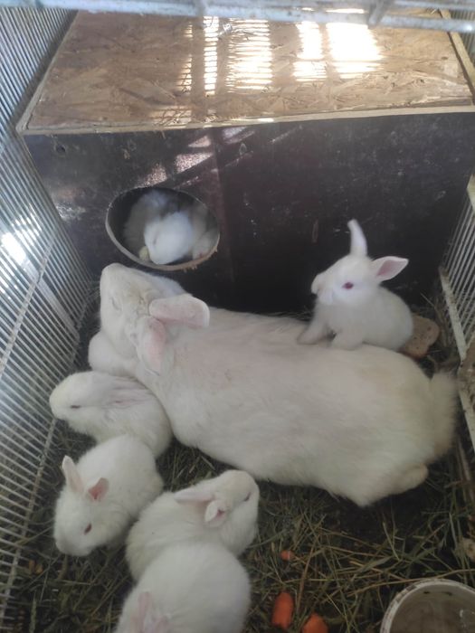Продам кроликов(самцы и самки(