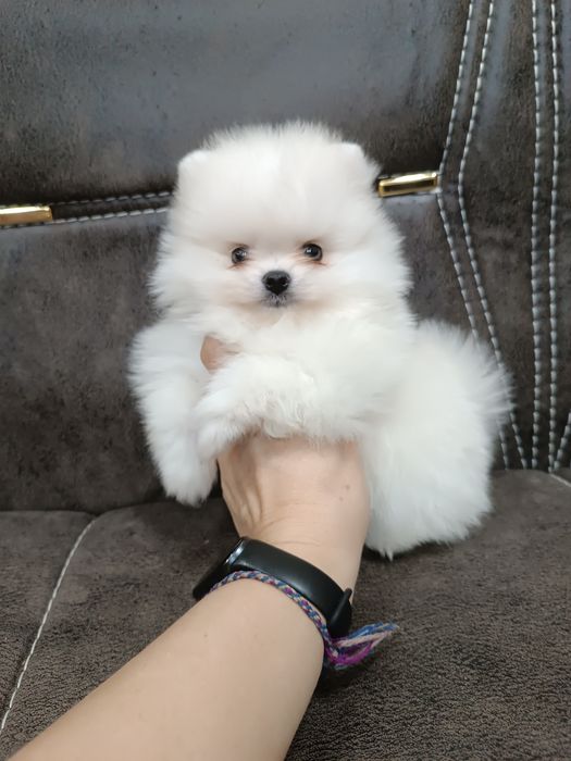 Щенки шпица.девочки