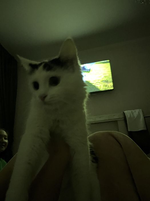 Сүйкімді жас мысық жақсы қолға