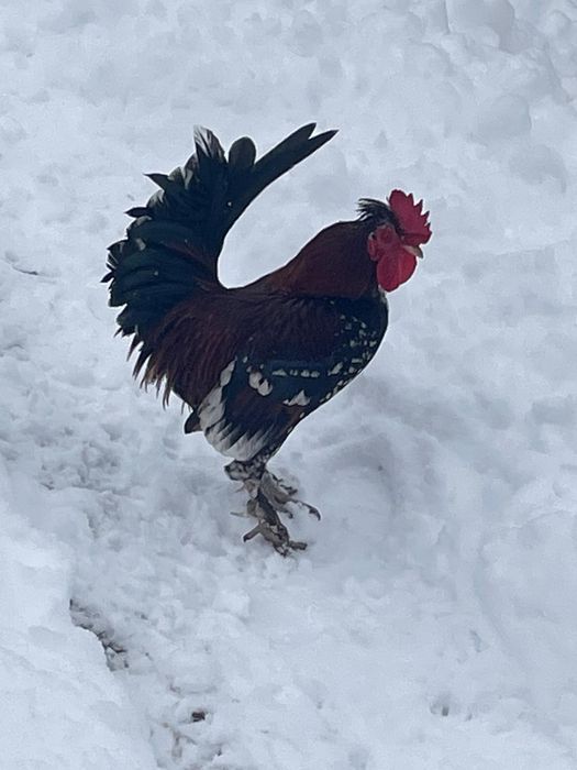 Vând găini și cocoși pitice