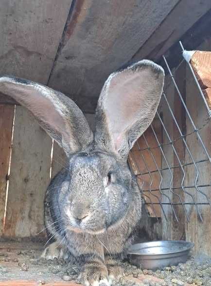 Iepuri uriaș german  Gri și Albi