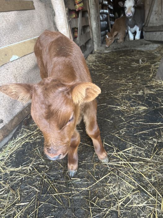 Бычок Продам сатылад