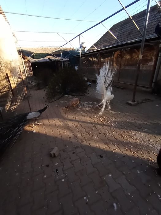 Vand pauni si fazani