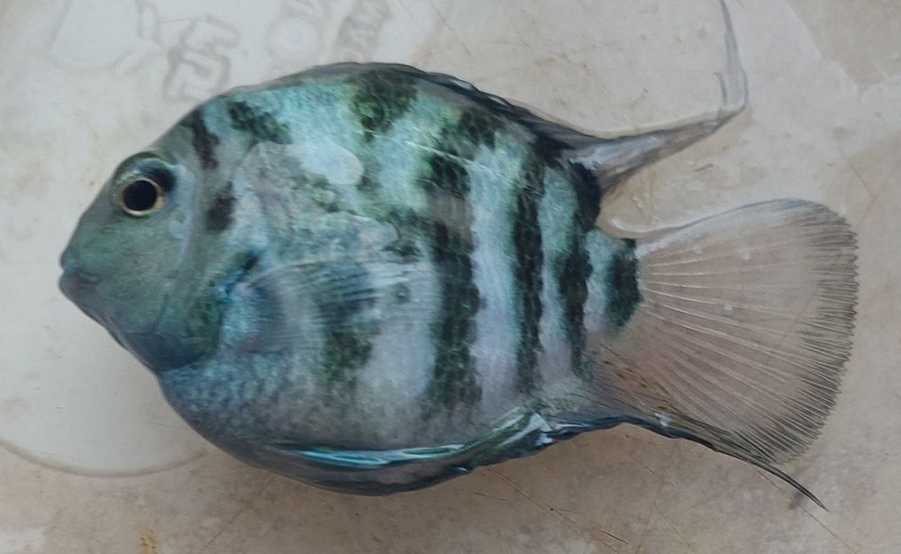 Сапфировый попугай