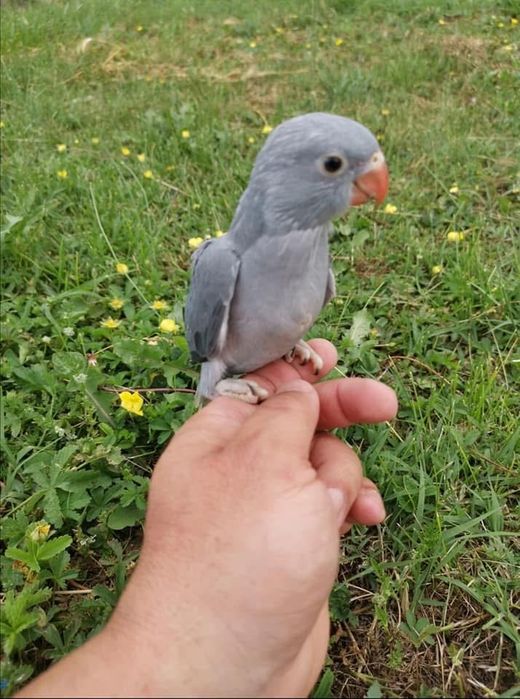 Papagali vorbitori pui blanzi Micul Alexandru Alexander