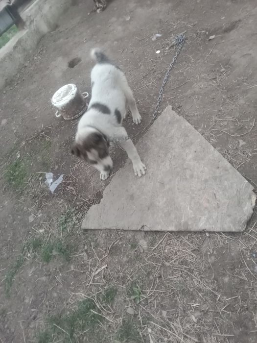 Продам салаки по 50 тыс