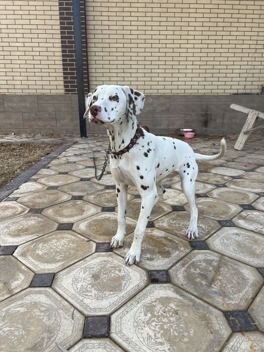 Порода Далматинец