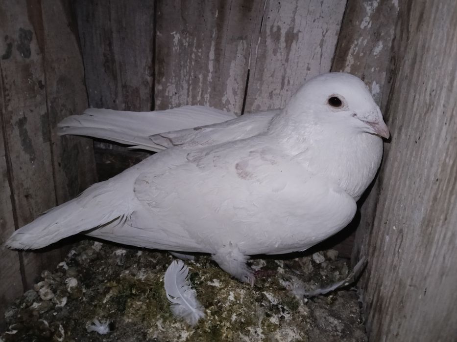 Vând porumbei voiajori