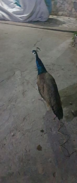 Tus Tovuq Xuroz sotiladi