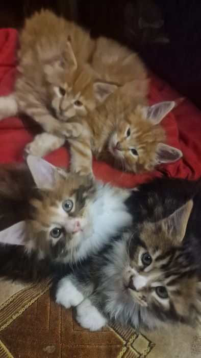 Котята мейн-кун 45 тысяч