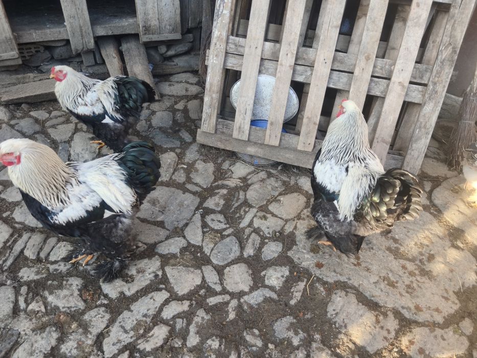 Vand 3 cocosi de Brahma