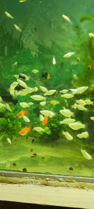 Моллинезия Велифера снежинка.