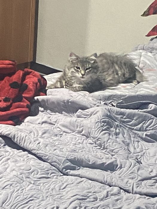 Отдадим умного кота