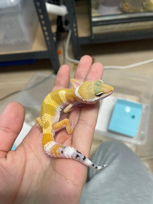 Эублифары разные