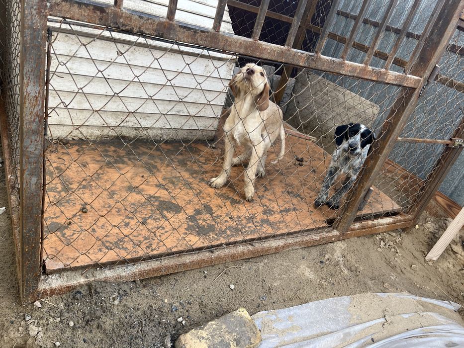 Продается щенки Немецкий дратхар