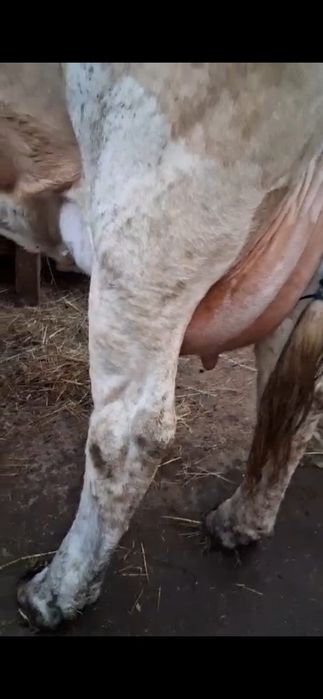 Vaca de vânzare fătata de 6 zile