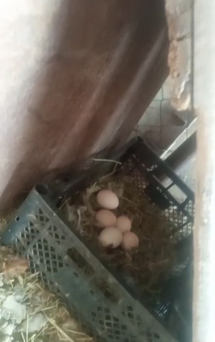 Тауықтар  тауықтар тауықтар