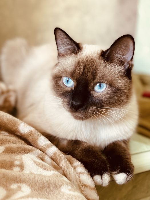 Отдам в хорошие руки кошку