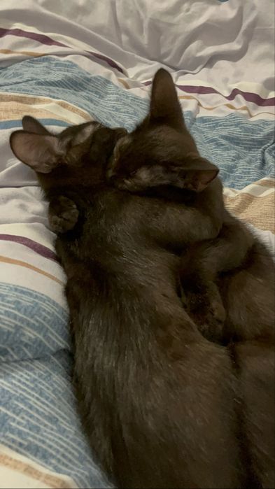 Отдам двух прекрасных котят